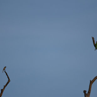 Two Rozellas and a Honey Eater at 600mm