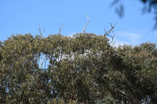 Using 150mm zoom