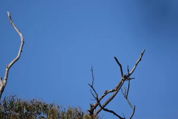 Zoomed to 600mm