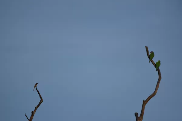 Two Rozellas and a Honey Eater at 600mm