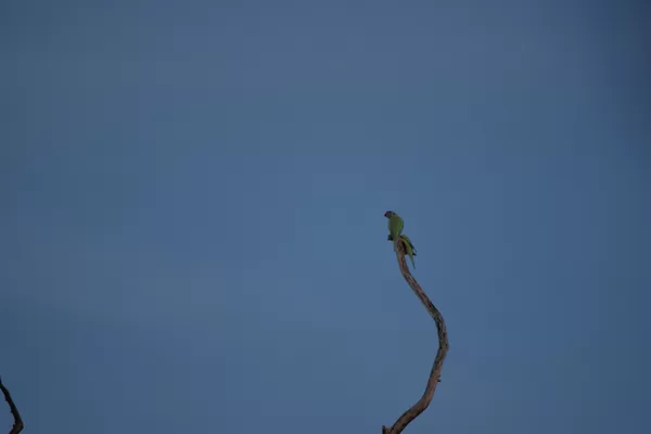 Two Rozelles at 600mm