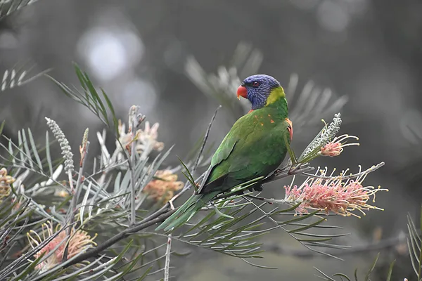 400mm F6.7 1/3200 ISO 6400