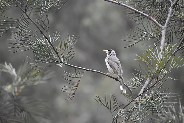 400mm F6.3 1/3200 ISO 6400