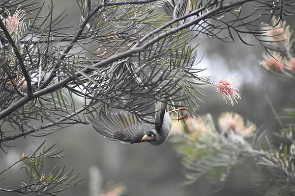 400mm F6.7 1/3200 ISO 6400
