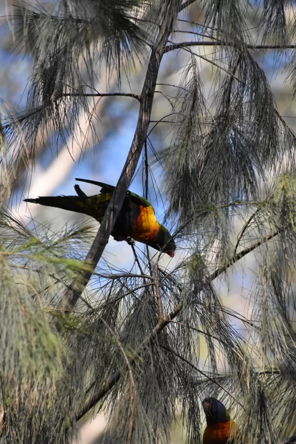400mm f6.7 1/3200 ISO3200